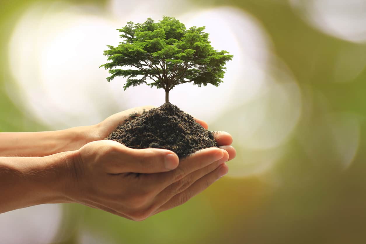 Plan to Go Paperless on Arbor Day and Plant a Tree